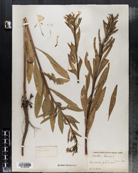 Oenothera biennis image