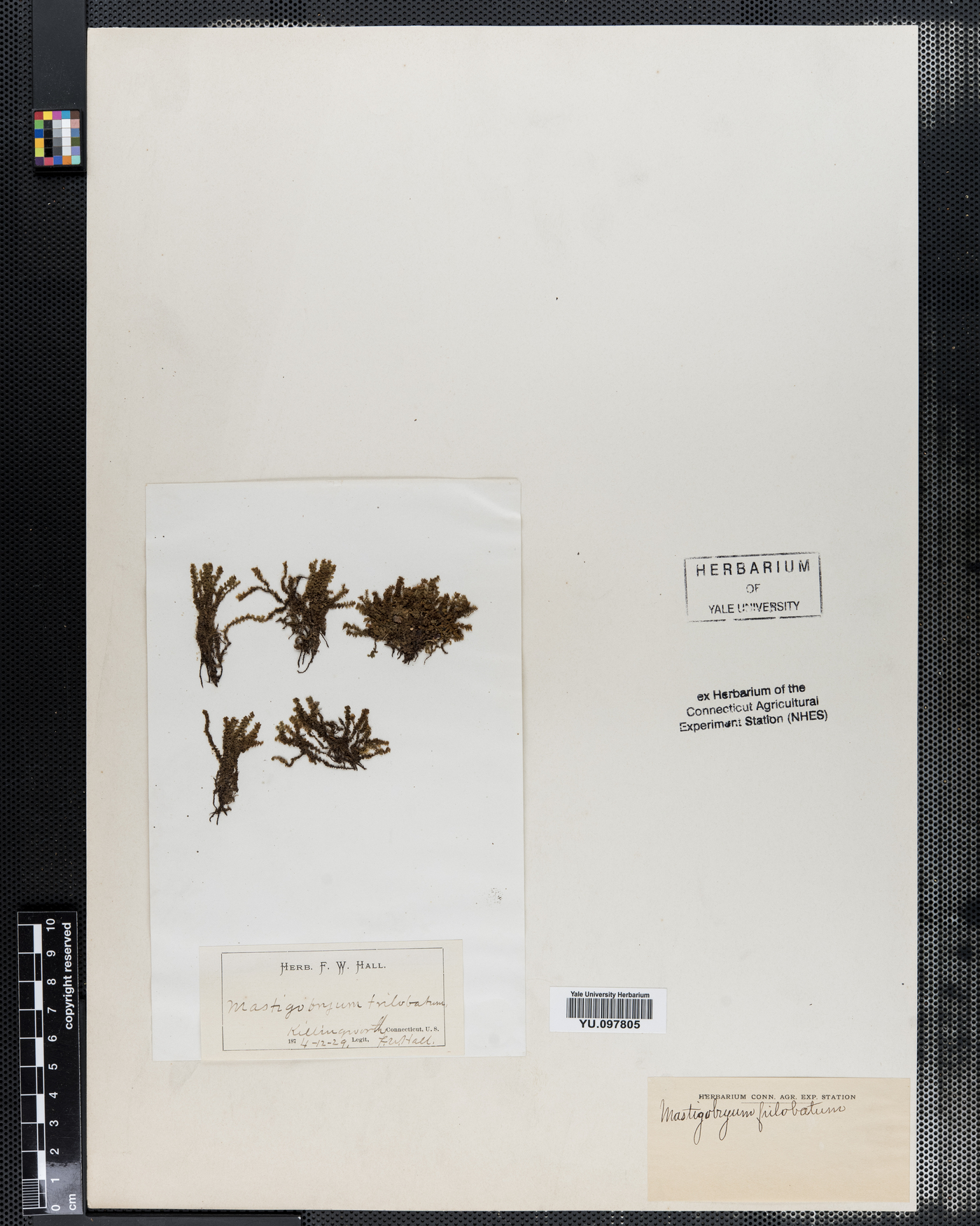 Lepidoziaceae image