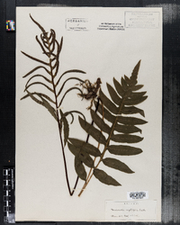 Woodwardia angustifolia image