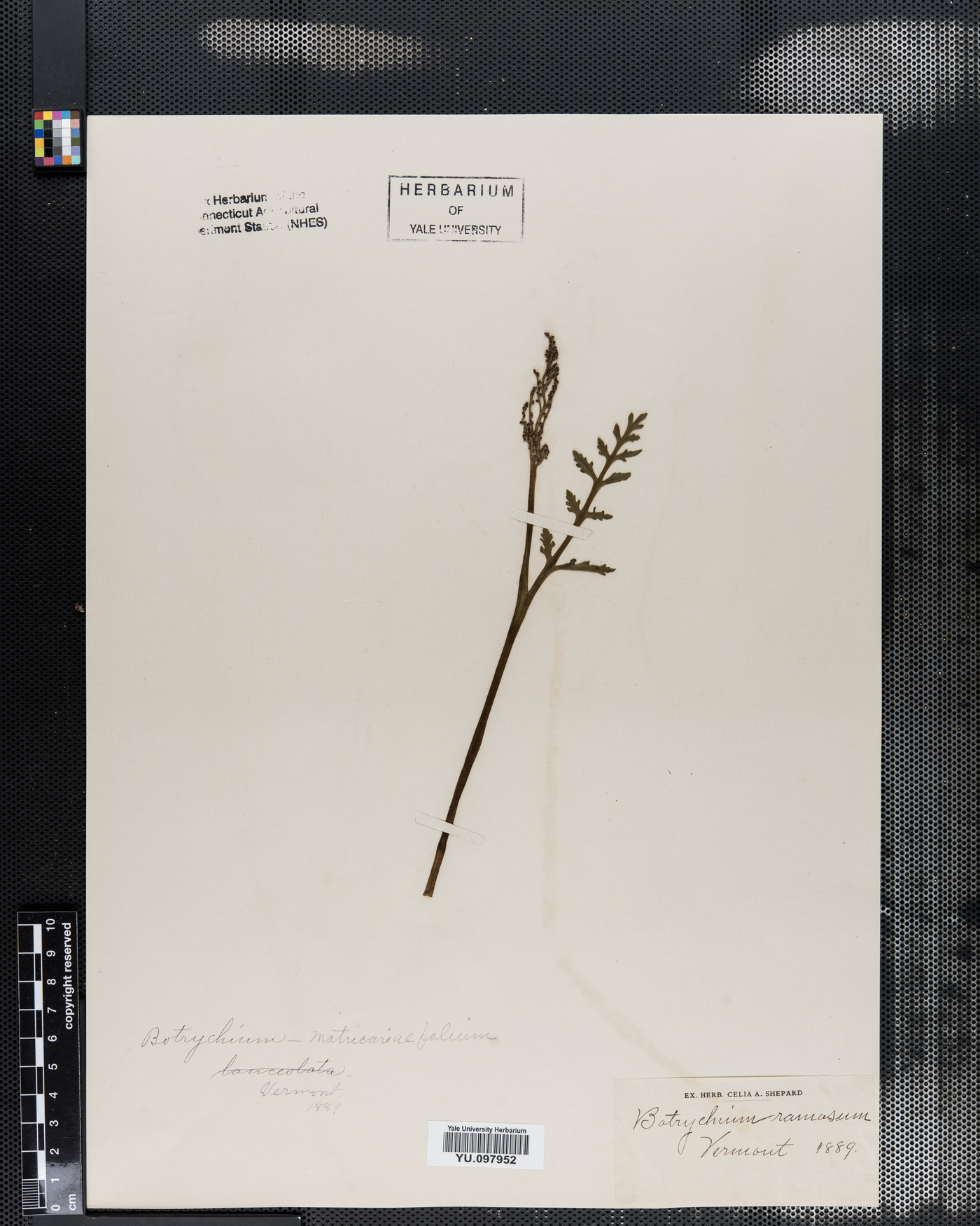 Botrychium ramosum image