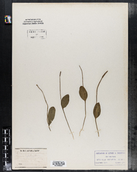 Image of Ophioglossum arenarium