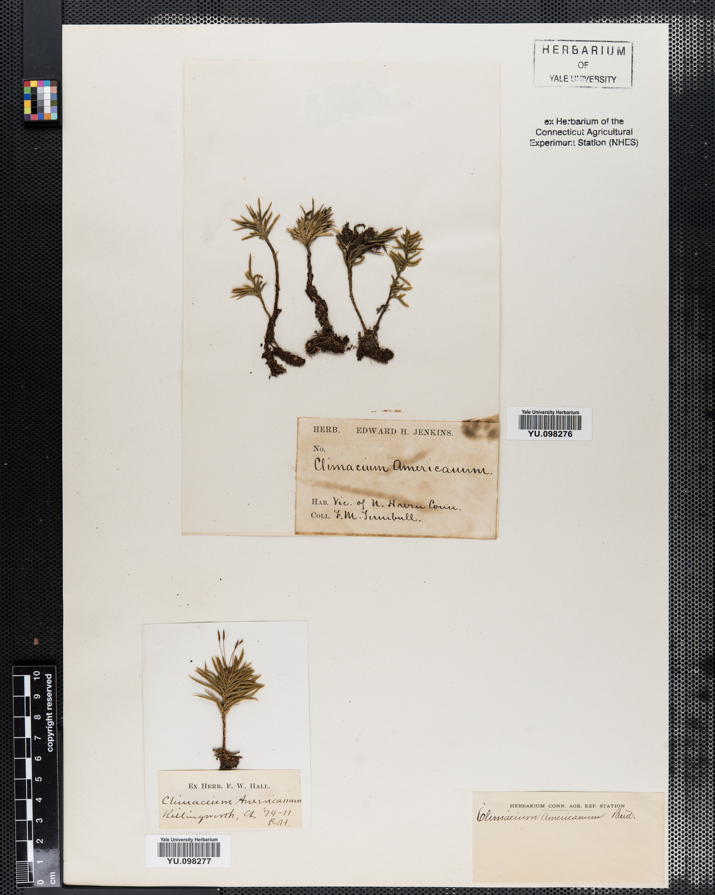 Climaciaceae image
