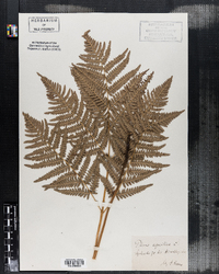 Pteris aquilina image