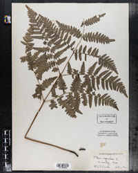 Pteris aquilina image