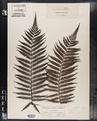 Cyathea australis subsp. australis image