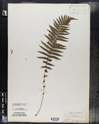 Parathelypteris noveboracensis image