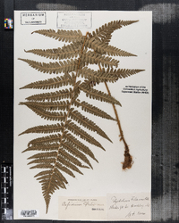 Image of Aspidium filix-mas