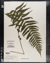 Asplenium angustifolium image