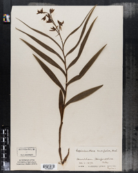 Cephalanthera ensifolia image