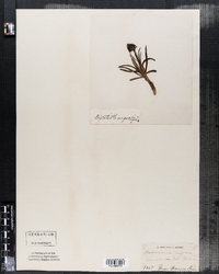Habenaria nigra image