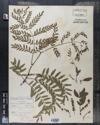 Gleditsia triacanthos image