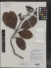 Viburnum vernicosum image