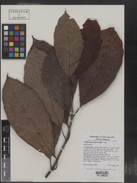 Viburnum vernicosum image