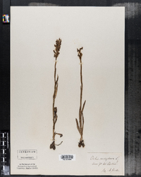 Orchis coriophora image