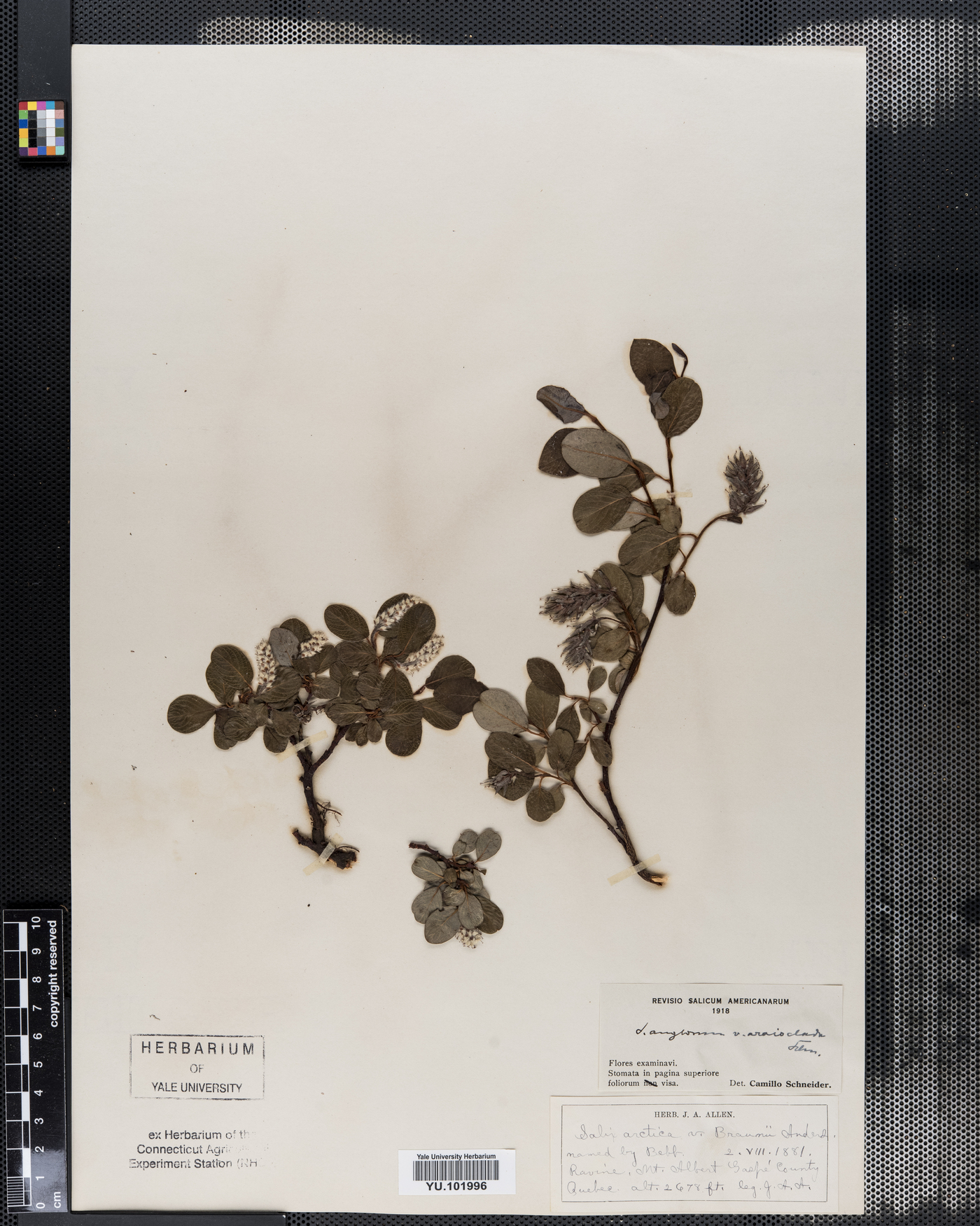 Salix arctica var. brownei image