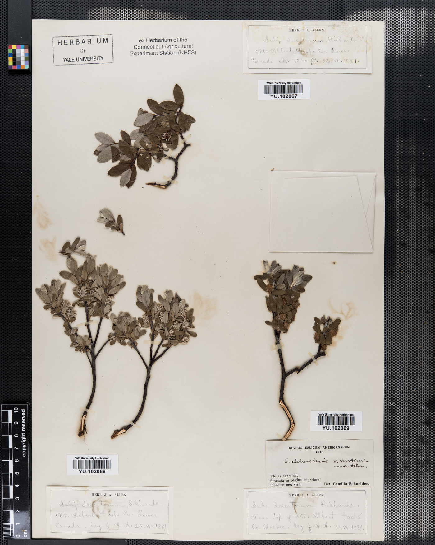 Salix chlorolepis var. antimima image