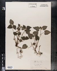 Viola sylvestris image