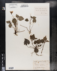 Viola sylvestris image