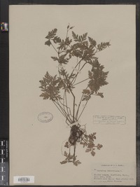 Geranium robertianum image