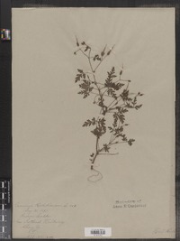 Geranium robertianum image