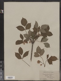 Staphylea trifolia image