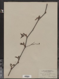 Parthenocissus quinquefolia image