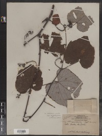 Vitis aestivalis var. argentifolia image