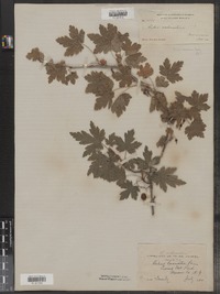 Ribes oxyacanthoides ssp. irriguum image