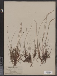 Myriophyllum tenellum image