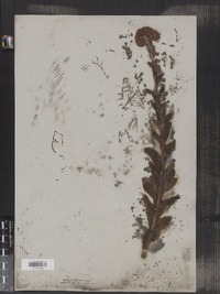 Hylotelephium telephium ssp. telephium image