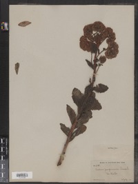 Hylotelephium telephium ssp. telephium image