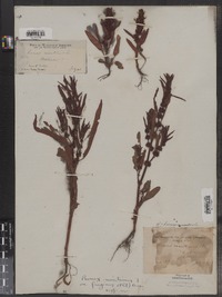 Rumex maritimus image