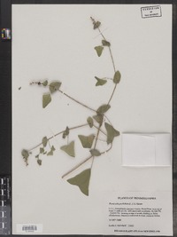 Polygonum perfoliatum image