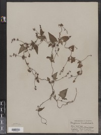 Polygonum convolvulus image