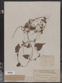 Polygonum scandens var. cristatum image