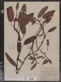 Polygonum amphibium image