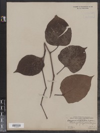 Polygonum cuspidatum image