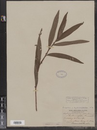 Polygonum ramosissimum var. ramosissimum image