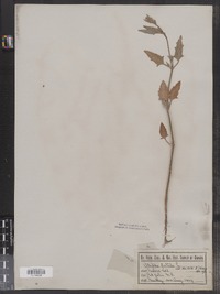 Atriplex patula var. hastata image