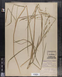 Leersia oryzoides image