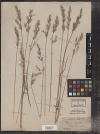 Bromus racemosus image