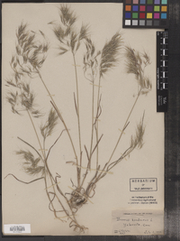 Bromus hordeaceus image