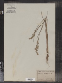 Bromus secalinus image