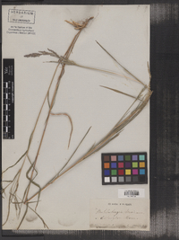 Muhlenbergia mexicana image