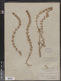 Arenaria peploides image