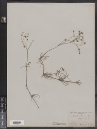 Spergula arvensis image