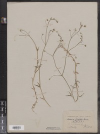 Stellaria graminea image