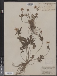 Ranunculus fascicularis image