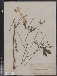 Ranunculus recurvatus image