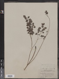 Thalictrum dioicum image